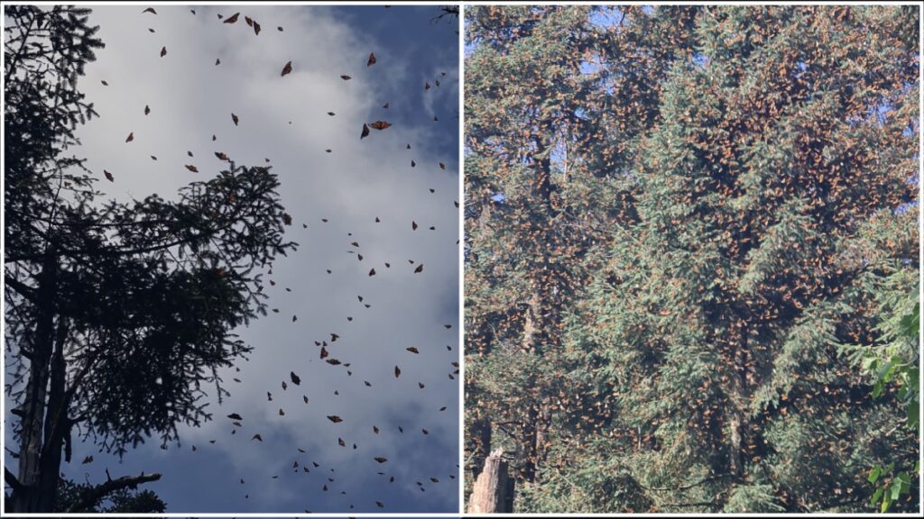 Abren 5 santuarios de mariposa monarca en Michoacán y Estado de México