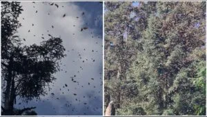 Abren 5 santuarios de mariposa monarca en Michoacán y Estado de México