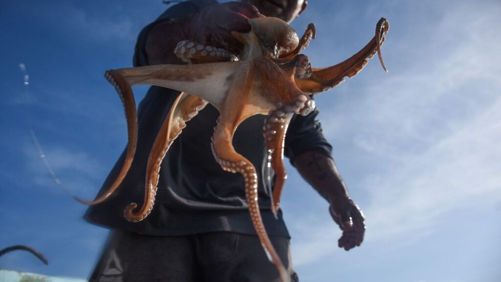 Mikey Rijavec Quien Es