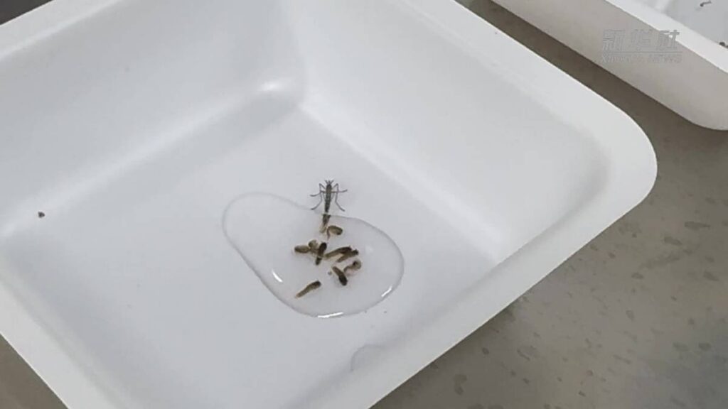 fabrica de mosquitos contra dengue