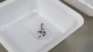 Ciencia al rescate: Abren fábrica de mosquitos modificados que podría frenar el dengue