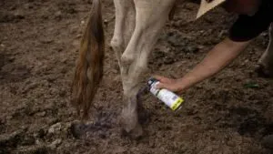 Gusano barrenador afecta al ganado lechero en Oaxaca; detectan más de mil casos