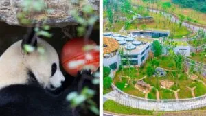 Inauguran santuario natural para salvar a los pandas icónicos