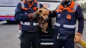 Así fue la carrera de un perrito que paralizó esta mañana la Línea 2 del Metro