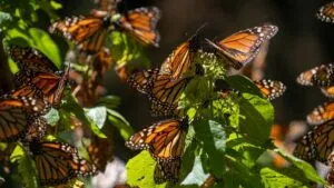 Abren hoy los santuarios de la mariposa monarca en Michoacán