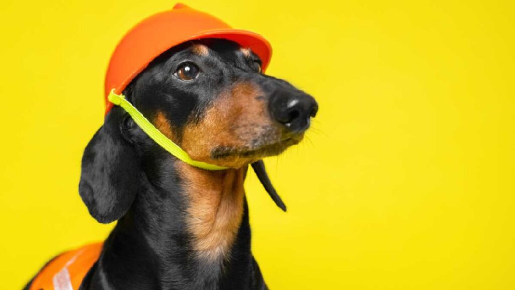 perrito-supervisor-limonero-video-viral-redes