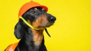 Perrito “supervisor limonero” se viraliza por ayudar a trabajadores