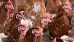 Primer caso humano de gripe aviar H5N5 muere en EE. UU.