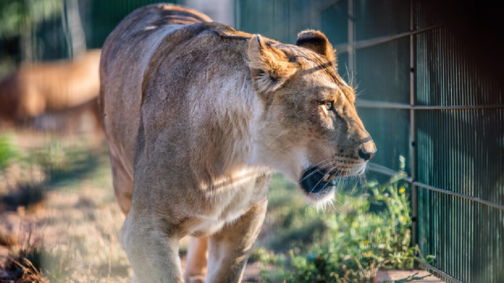 Hombre muere por ataque de leona en Brasil. Foto: Gettyimages