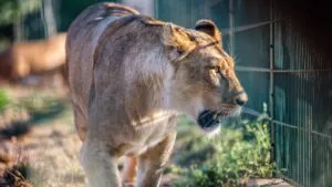 Video fuerte: Leona embiste y mata a hombre que cruzó barrera de seguridad en zoológico