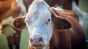 EE. UU. “batea” a México y se niega a reabrir frontera al ganado