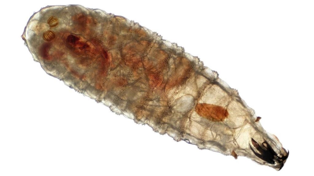 Gusano barrenador en México.