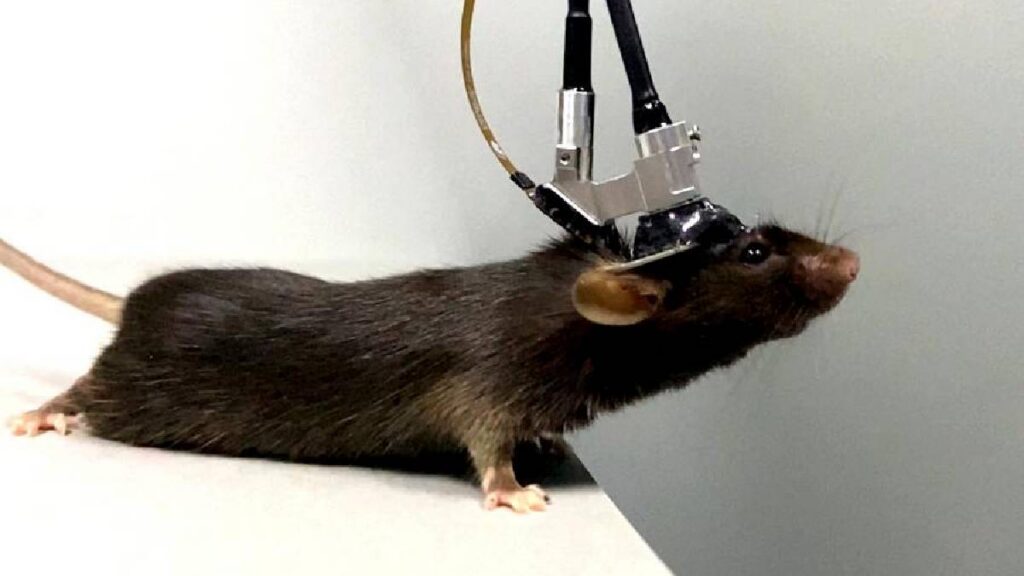 ratón con microscopio Foto: Xinhua ilustrativa