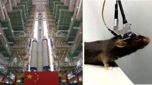 Qué hacen los “ratones astronautas” a bordo de la estación espacial china