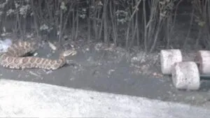 ESCA se queda sin alumnos por una serpiente en áreas verdes