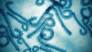 OMS alerta: Avanza letal virus Marburgo; aquí los síntomas