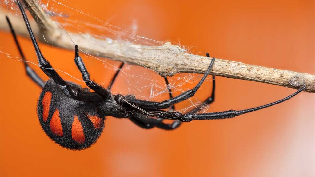 Araña viuda negra.