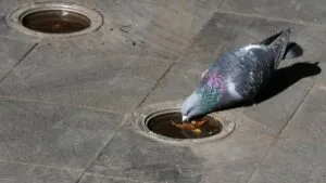 Alerta en redes: reportan captura masiva de palomas en distintas entidades del país