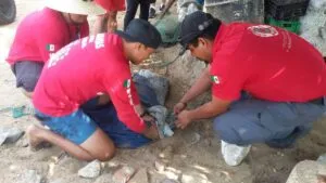 Capturan a caimán que deambulaba en zona de Las Palmitas, en Manzanillo