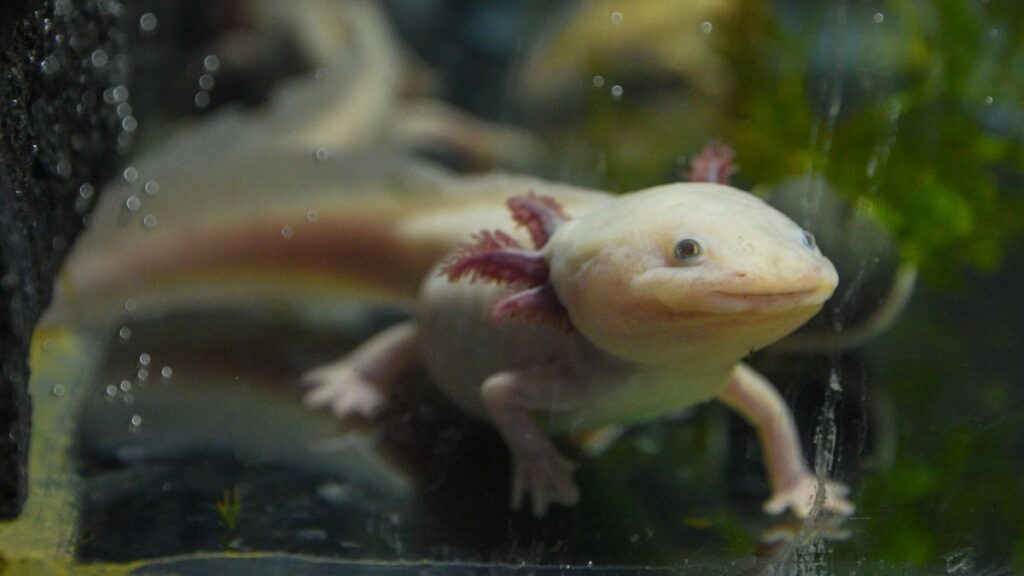 Adopta un ajolote con la UNAM: requisitos y cómo funciona la campaña