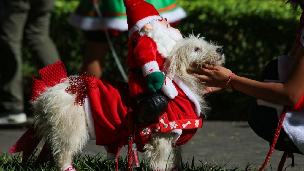 Evita adornos davideños para la seguridad de las mascotas. Foto| AFP