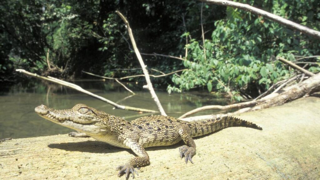 Alertan presencia de cocodrilos en Oaxaca.