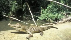 Profepa lanza alerta por presencia de cocodrilos en la costa de Oaxaca