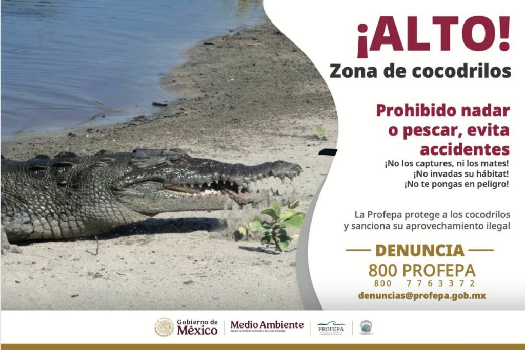 Prohíben nadar y pescar por cocodrilos.