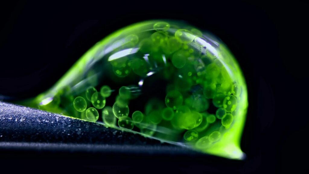 Como obras de arte: las mejores imágenes científicas de 2025, según Nature