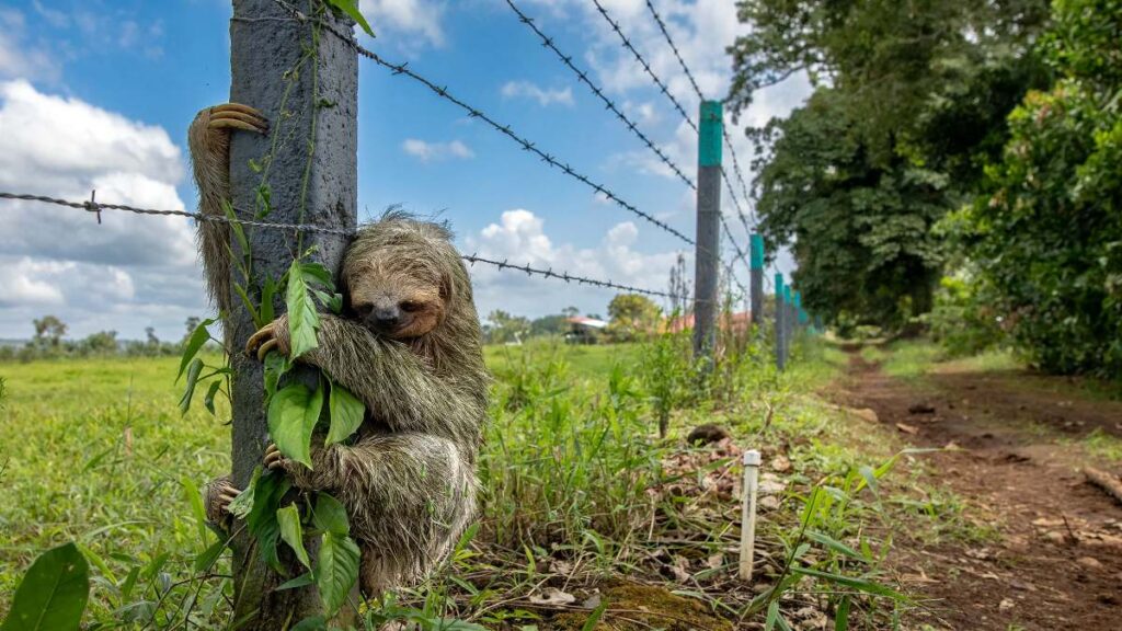 Como obras de arte: las mejores imágenes científicas de 2025, según Nature