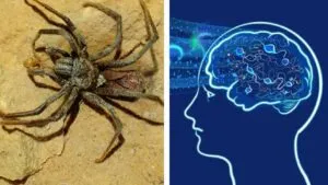 Veneno de una araña podría frenar tumores cerebrales agresivos, según estudio en Brasil