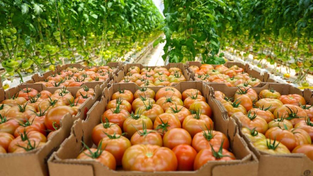 Aumentan exportaciones en México pese a caída del petróleo en noviembre