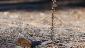 Bajas temperaturas y lluvia dejan aguanieve este martes en la zona alta del Ajusco
