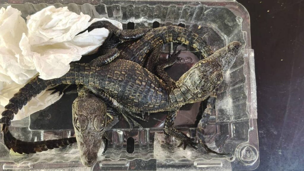 Rescatan seis caimanes enviados ilegalmente en una caja de cartón en el Aeropuerto Internacional de Querétaro.