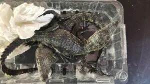 Rescatan seis caimanes enviados ilegalmente en aeropuerto de Querétaro