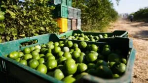Identifican a los 5 cárteles que extorsionan a limoneros y aguacateros en Michoacán