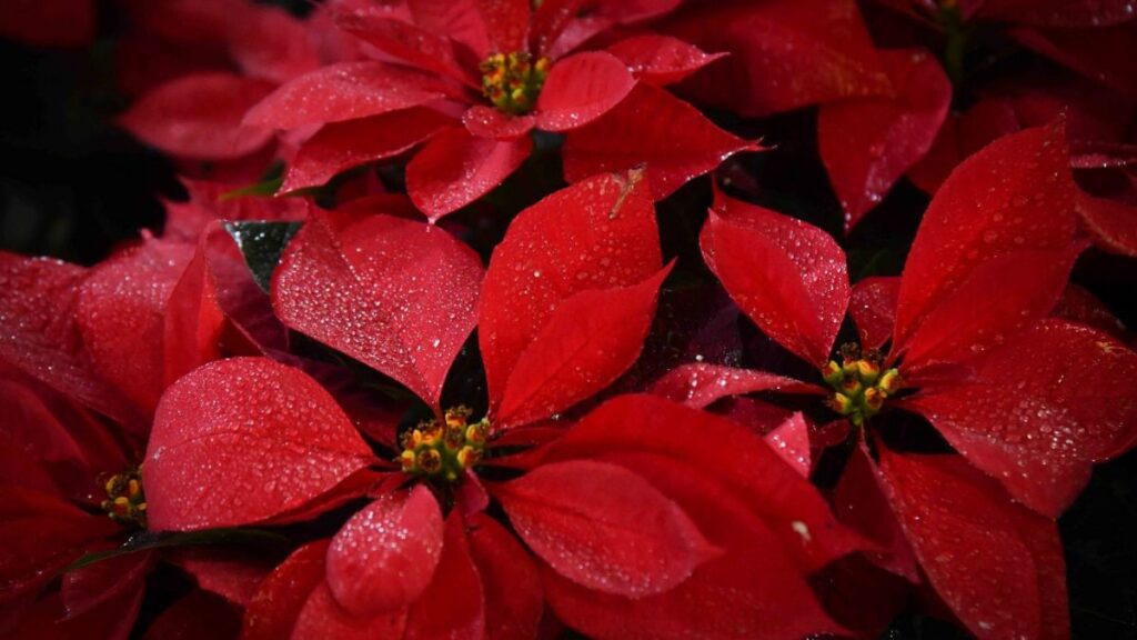 Cómo cuidar la flor de nochebuena en casa. Foto| Cuartoscuro