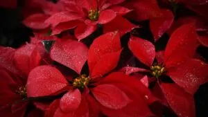 Cómo cuidar la flor de nochebuena en casa: la guía definitiva para mantener esta planta saludable