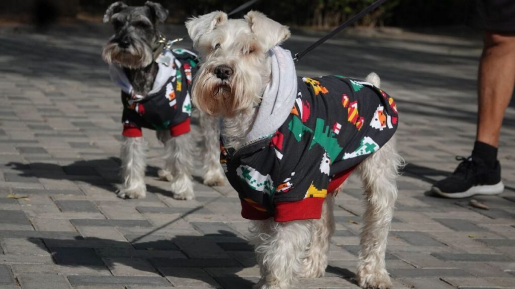 ¿Cómo mantener seguras a tus mascotas en esta temporada de frío? Foto| AFP