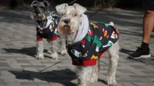 Cómo mantener seguras a tus mascotas en esta temporada de frío: así lo explica la SSC CDMX