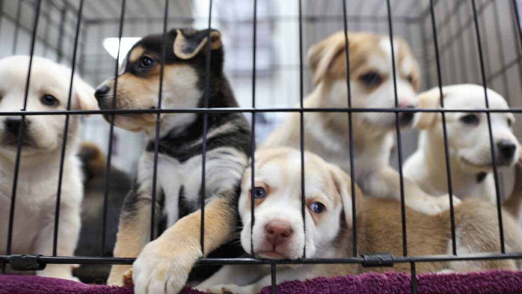 congreso-de-cdmx-prohibir-exhibicion-de-gatos-y-perros-en-jaulas-o-vitrinas