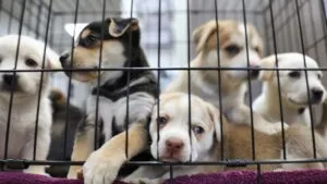 Congreso de CDMX prohíbe exhibir gatos y perros en jaulas o vitrinas