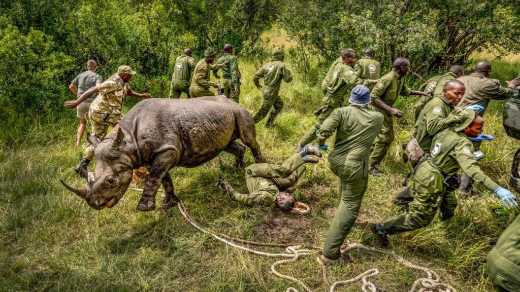 Como obras de arte: las mejores imágenes científicas de 2025, según Nature