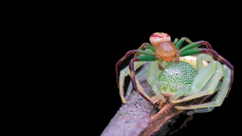 Como obras de arte: las mejores imágenes científicas de 2025, según Nature