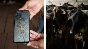 Combate al gusano barrenador enfrentará desafíos en 2026