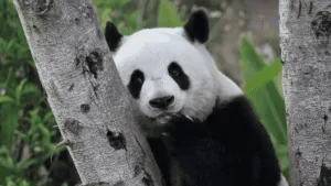 Nace cachorro de panda gigante en cautiverio: tierna foto