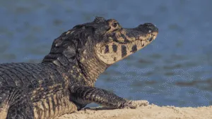VIDEO: Rescatan a caimán gigante en vía pública; ¡Se necesitaron 8 hombres para moverlo!