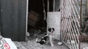 ¡Brutal! Captan a jóvenes arrastrando a cachorro amarrado en moto en Zacatecas