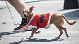 Llega el invierno a CDMX este domingo 21 con frío matutino, tarde templada y posible lluvia