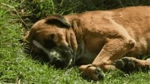De la plaza a un hogar: adoptan a perrito que se 'robó' un peluche